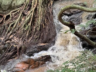 tree in the water