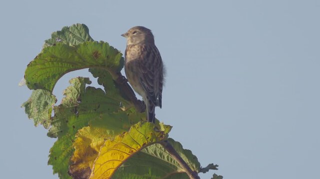 Common linnet (Linaria cannabina). A young bird perched on a tree branch against a blue sky.