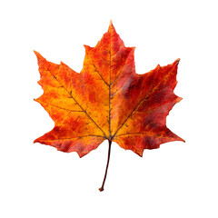 Obraz premium red maple leaf