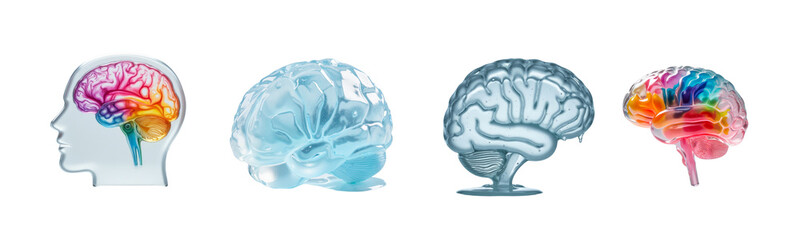 A set of brain sculptures in profile on a transparent background