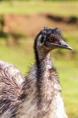 A closeup of an emu’s head and upper body
