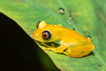 Boophis picturatus, endemic frog species in the family Mantellidae. Ranomafana National Park, Madagascar wildlife animal