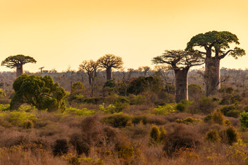 Iconic baobab trees (Adansonia grandidieri) dominate the unique landscape of the Kivalo Protected Area, Madagascar, at sunset