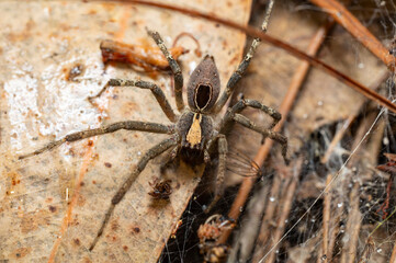 Terrestrial Wolf Spider (Lycosidae) with a distinct light median stripe and dark markings, camouflaged on forest leaf litter in Andasibe Madagascar wildlife