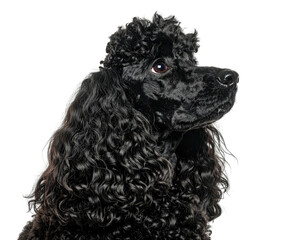 Portrait of a black poodle, gazing upwards, with curly, textured fur
