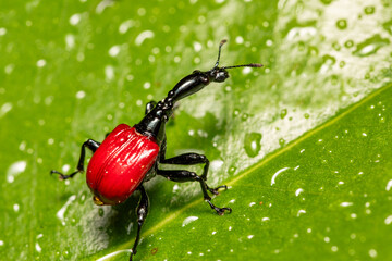 Female of bizarre bug, strange insect Giraffe Weevil (Trachelophorus Giraffa), Ranomafana National Park, Madagascar wildlife animal