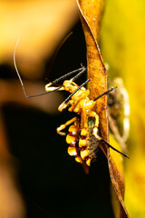 Assassin bugs, The Reduviidae sp. is a large cosmopolitan insect family of the order Hemiptera (true bugs). Analamazaotra National Park, Madagascar wildlife animal