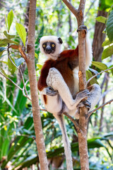 Coquerels sifaka (Propithecus coquereli), diurnal, medium-sized lemur of the sifaka genus Propithecus. Native to northwest Madagascar. Reserve Peyrieras Madagascar Exotic, Madagascar wildlife animal.