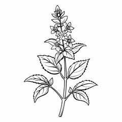 nepeta racemosa  line art  flower vector on white  background