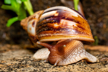 Giant African Land Snail , Achatina fulica (Lissachatina fulica) species of large land snail in subfamily Achatininae of the family Achatinidae. Tsingy de Bemaraha. Madagascar wildlife animal.