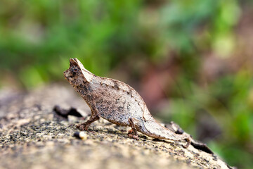 Perinet leaf chameleon (Brookesia theresieni), small lizard chameleon imitating the brown leaf in its natural habitat. Reserve Peyrieras Madagascar Exotic. Madagascar wildlife animal.