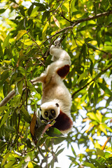 Coquerels sifaka (Propithecus coquereli), diurnal, medium-sized lemur of the sifaka genus Propithecus. Native to northwest Madagascar. Reserve Peyrieras Madagascar Exotic, Madagascar wildlife animal.