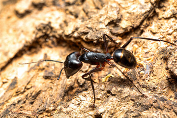 Carpenter ants (Camponotus gibber) large endemic ant indigenous to many forested parts of the world. Species endemic to Madagascar. Ambalavao, Madagascar wildlife animal