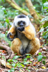 Colorful Diademed Sifaka lemur, (Propithecus diadema) Endangered endemic animal on the ground in rain forest, Andasibe-Mantadia National Park- Analamazaotra, Madagascar wildlife animal.