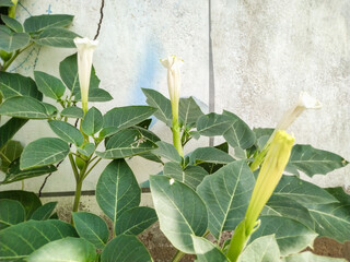 View of Thorn apple or Jimsonweed leaves and new flowers blooming