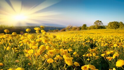 Obraz premium Yellow Summer Flowers