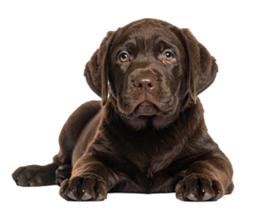 A chocolate-colored puppy lies down, looking at the viewer with a soft expression