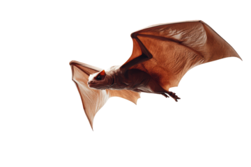 Dark bat wings isolated on transparent background. Flying bat isolated on white background.