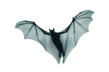 Dark bat wings isolated on transparent background. Flying bat isolated on white background.