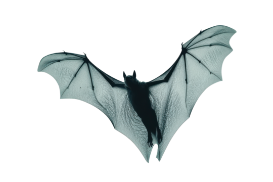 Dark bat wings isolated on transparent background. Flying bat isolated on white background.