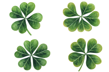 Green clover leaves isolated on transparent background. Leaf clover isolated on white background.