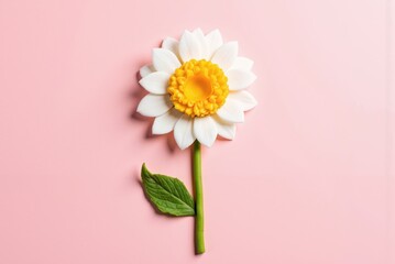 a white and yellow daisy on a pink background