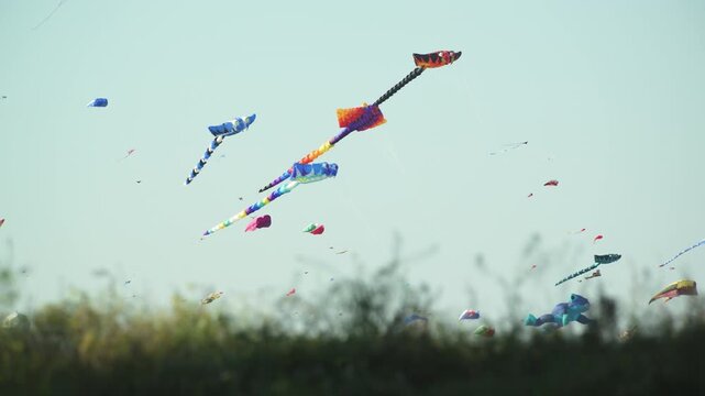 kites flying in the wind with grass in foreground 4K