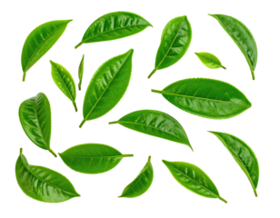 Isolated fresh green tea leaves of various sizes against a deep black background