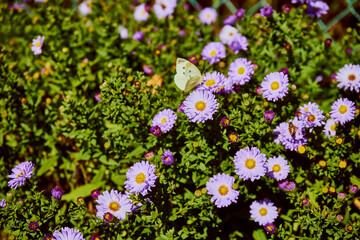 Aster gawędka ,Aster amellus,motyl © Marcin Łazarczyk
