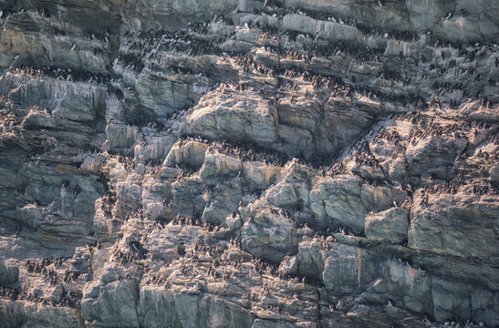 Large Colony of common guillemots (Uria aalge) nesting on the ledges and crevices of steep cliffs, Isle of Anglesey, Wales, UK