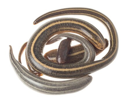 Several leeches coiled together against a white background