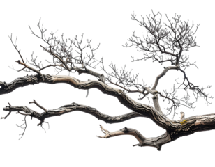 Stark, aged tree branch reaching across space with bare, intricate limbs