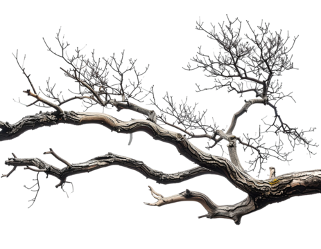 Stark, aged tree branch reaching across space with bare, intricate limbs