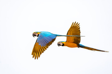 Blue-and-yellow macaw (Ara ararauna), known as blue-and-gold macaw, large Neotropical parrot on the beach. Itiquira, Mato Grosso, Brazil. Brazilian birdwatching.