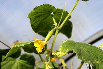 A small cucumber with a flower on a branch in a greenhouse among leaves on a sunny autumn day - horizontal color photo, close-up
