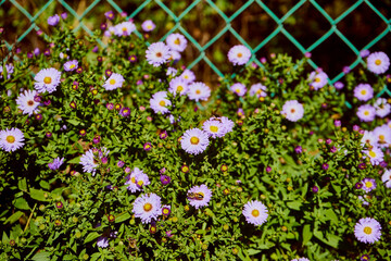 Aster gawędka ,Aster amellus,pszczoła © Marcin Łazarczyk