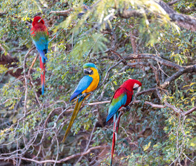 Red-and-green macaw (Ara chloropterus) and Blue-and-yellow macaw (Ara ararauna). Buraco das Araras, Mato Grosso do Sul. Brazil. Brazilian wildlife and birdwatching.