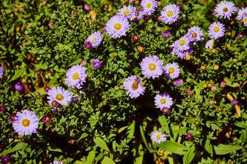 Aster gawędka ,Aster amellus,pszczoła  © Marcin Łazarczyk