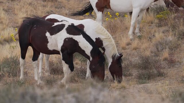 Wild horse paints grazing through the Utah desert near Simpson Springs.