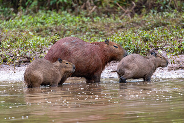 Capybara or greater capybara (Hydrochoerus hydrochaeris), largest living rodent, native to South America. Barigui Park municipal park, Curitiba, Parana. Brazil. Brazilian wildlife