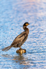 Neotropic cormorant or olivaceous cormorant (Nannopterum brasilianum), medium-sized cormorant. Barigui Park municipal park, Curitiba, Parana. Brazil. Brazilian birdwatching and wildlife.
