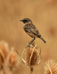 tarabilla entre cardos