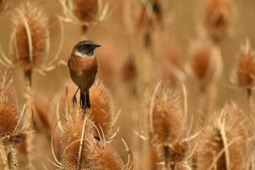 tarabilla entre cardos