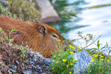 Capybara or greater capybara (Hydrochoerus hydrochaeris), largest living rodent, native to South America. Barigui Park municipal park, Curitiba, Parana. Brazil. Brazilian wildlife