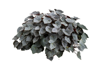 Black leaves plant bush isolated