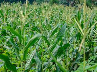Green Corn Plants Growing in Field with Natural Sunlight
