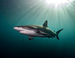 Fototapeta premium Shark in underwater sunbeams