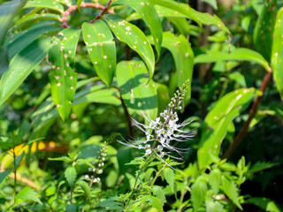 Delicate White Flower with Long Stamens in Lush Green Foliage