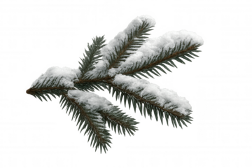 Pine branch covered with snow, representing winter and christmas theme, transparent background
