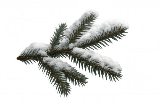 Pine branch covered with snow, representing winter and christmas theme, transparent background